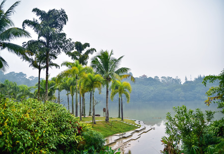 Landscape of lakeside with palms and forest on backgroundの写真素材