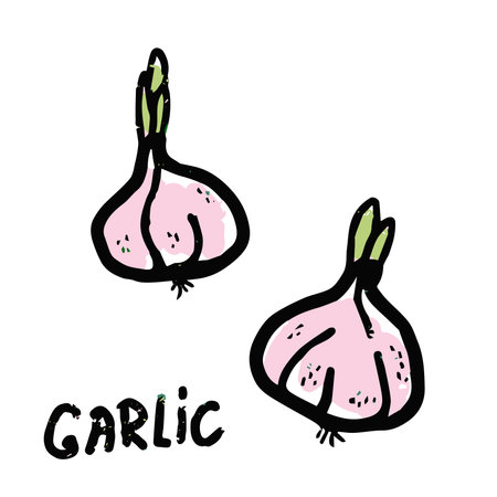 Set of hand drawn doodle garlic. vector illustration. isolated on white background.のイラスト素材