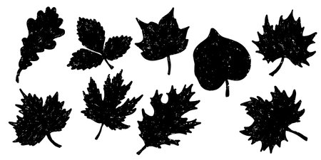 Autumn leaves from trees. Set of Vector Texture Surface Elementsのイラスト素材