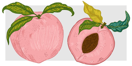Peach and half of a peach with pit and leaves. Fruit elements are hand drawn with texture and sketch elements.のイラスト素材