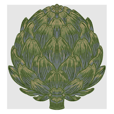 Artichoke. Mediterranean element, exotic tropical. Textured illustration with hand drawn sketch elementsのイラスト素材