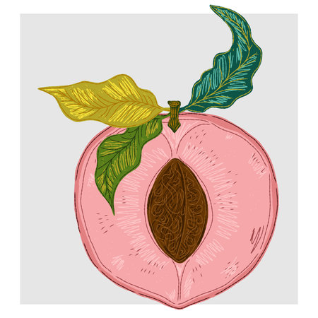 A vintage hand-drawn illustration of a peach half with pit, executed in a sketchy style with crisp contour lines and colorful textured brush strokes.のイラスト素材