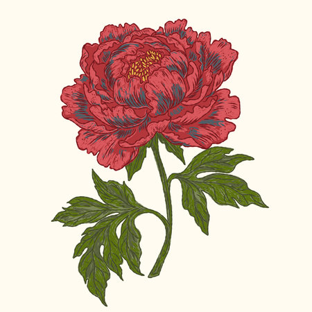 A blooming peony. A vintage hand-drawn illustration in a sketchy style with crisp contour lines and colorful, textured brushstrokes.のイラスト素材