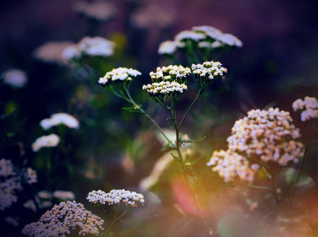 Close-up on a white yarrow plant in bloom (other yarrow visible behind). Brown insect is on the...