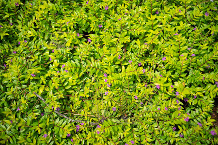 Micro green small plant and flower on garden textureの写真素材