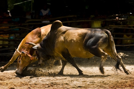 cow fighting is a favor competition in southern of thailandのeditorial素材