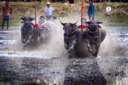 buffalo racing is a local tradition in chonburi, thailandのeditorial素材