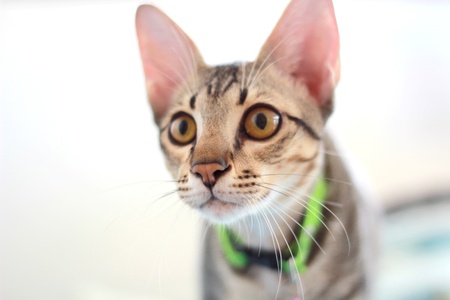 Small kitten looking for something and he looks exciting の写真素材