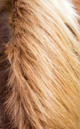 horse hair skin texture brownの写真素材