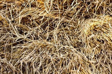 dry haystack background or textureの写真素材