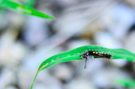 The worm eat leaves