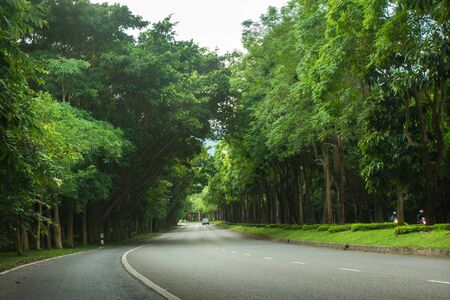 Road and tree tunnelの写真素材
