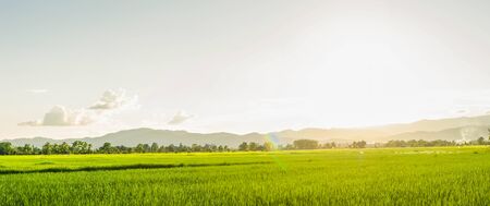 Panorama of field