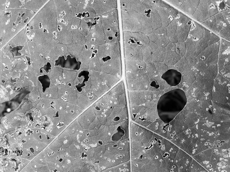 Black and white of hole on the leaves
