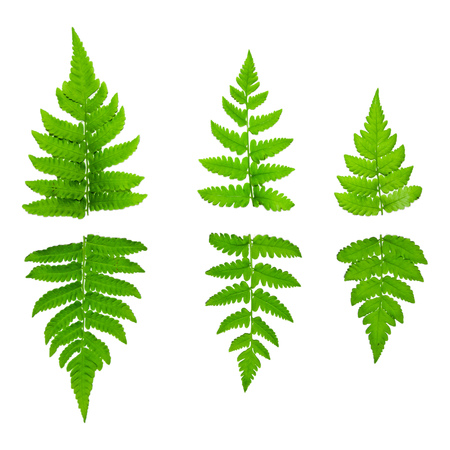 Green plants and white background, leaves, for isolate the backgroundの写真素材