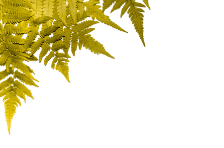 Fern leaves and white background, Yellow leaves, for isolate the backgroundの写真素材