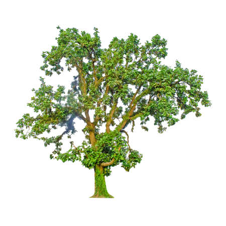 Tree and white background for isolatedの写真素材