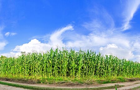 Landscape of corn field with the sunset on the farm, Green corn and beautiful blue sky, Corn farm and sunset at local cityの写真素材