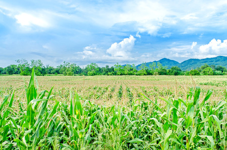 Landscape of corn field and wide corn farm with the sunset on the farm, Green corn and beautiful blue sky, Corn farm and sunset at local cityの写真素材