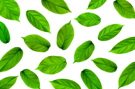 Background by green leaves on white background for isolated, Frame background by green leaf, The tree leaves on white backgroundの写真素材