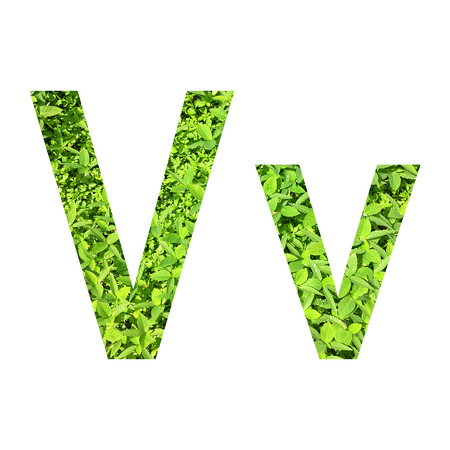 English alphabet V.v made from green grass on white background for isolated with clipping path, Capital letter and small letter  from green grass on white background for isolatedの写真素材