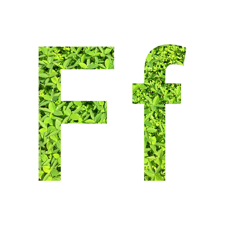 English alphabet F.f made from green grass on white background for isolated with clipping path, Capital letter and small letter  from green grass on white background for isolatedの写真素材