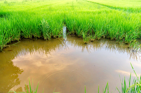 Landscape of cornfield and green field with river and sky reflections on the farm, Green cornfield at local-cityの写真素材