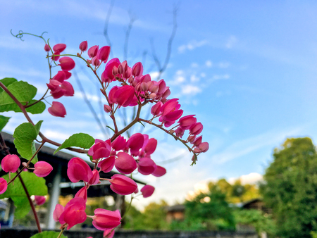 Close-up of pink flower on the spring, Beautiful blue sky with pink flowers and spring flowersの写真素材