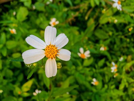 Top view of Grass flower and white flower in the garden, Macro of grass flower.