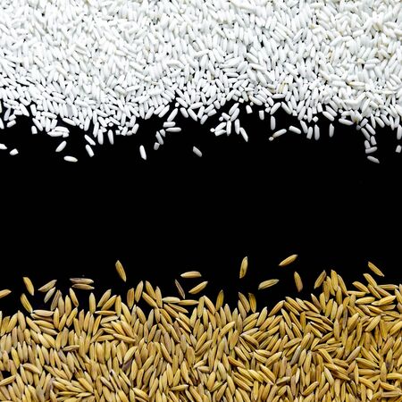 Top view of paddy rice and rice seed on the black background for isolated, Brown of rice grain and...