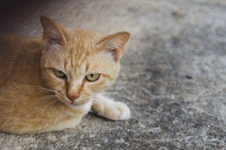 Close-up of cat eye and brown cat sit on the floor, A cat look at the cameraの写真素材