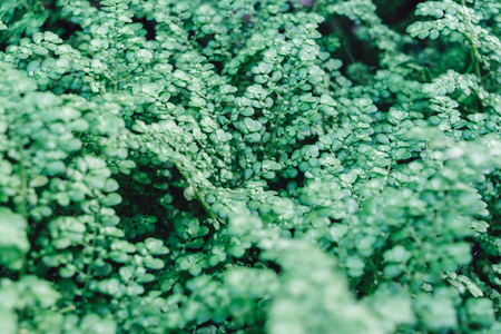Close - up of green grass and grass ground and grass field, Green grass texture and background from grass leaves.の写真素材