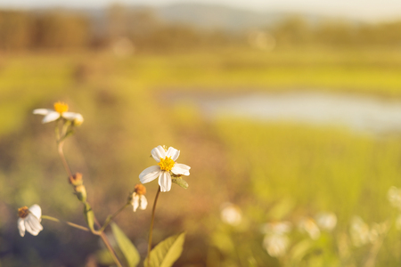 Close-up of Grass flower and white flower on the outside, Macro of grass flower in the morning and free space for text. の写真素材