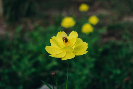 A bee find honeydew in the pollen of flower, Close-up of Cosmos and yellow starship flower on the...