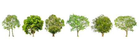 Set of tree shape and Tree branch on white background for isolated, Multiple tree on white...