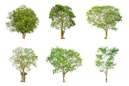 Set of tree shape and Tree branch on white background for isolated, Multiple tree on white backgroundの写真素材