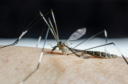 Macro of mosquito on the human skin, Close - up of mosquitoes are sucking blood on the skin, Aedes...