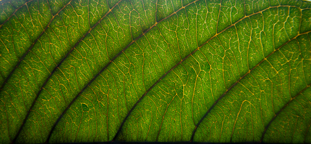 Background and wallpaper of green leaves texture and structure of leaf fiber, Macro and detail of...