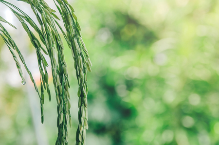 Close up of paddy rice and wallpaper by rice seed in the farm, Organic rice field with green and gold paddy rice, Growing of plant and agriculture with morning or evening light.の写真素材