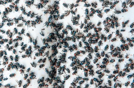 Close up of Many fly on the white background, Dirty insect and dead fly on the floor, Insect that...