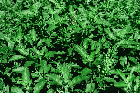 Dark and greenery leaves and background from tropical leaves, Close - up of greenery leaf and group of green leaves, Abstract wallpaper by green floral.の写真素材