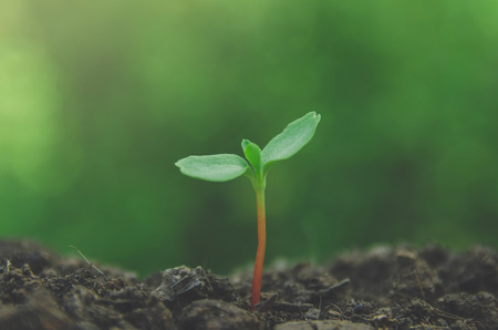 Young plant and fresh sapling in the soil with morning light, Greenery of young plant and seedling...