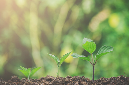 Young plant and fresh sapling in the soil with morning light, Greenery of young plant and seedling...
