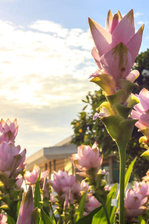 siam tulip garden in front of the house in the morningの写真素材