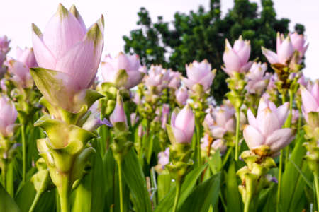the beauty of the park siam tulip pink