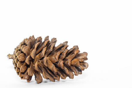 The pine for of New Year decorationsの写真素材