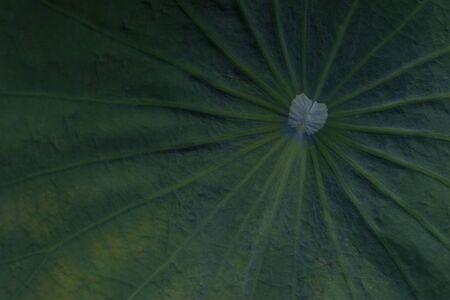 Lotus leaf in Thailandの写真素材