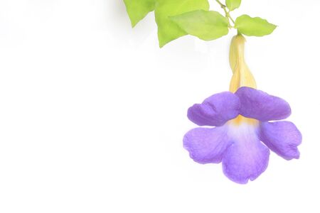 thunbergia flower on white backgroundの写真素材