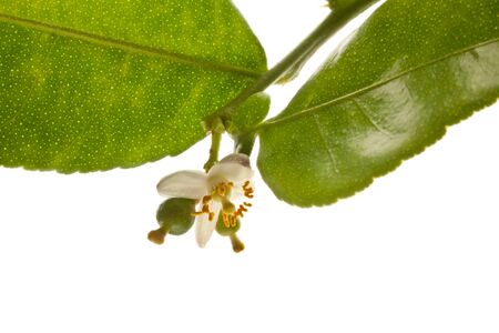 Group of kaffir Lime or Bergamot fruit on white background の写真素材