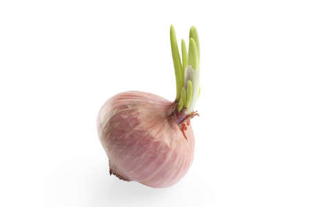 sprouting small red shallot on white backgroundの写真素材